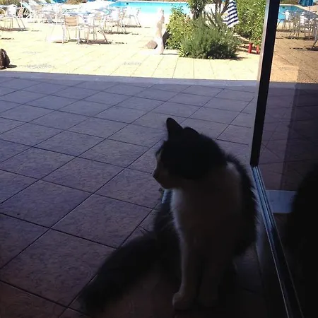 Celine Coti-Chiavari