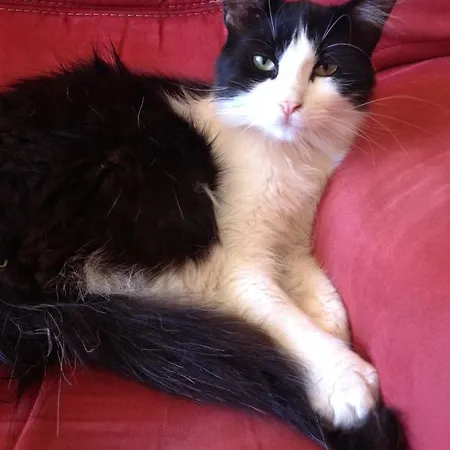 Hotel Celine Coti-Chiavari (Corsica)