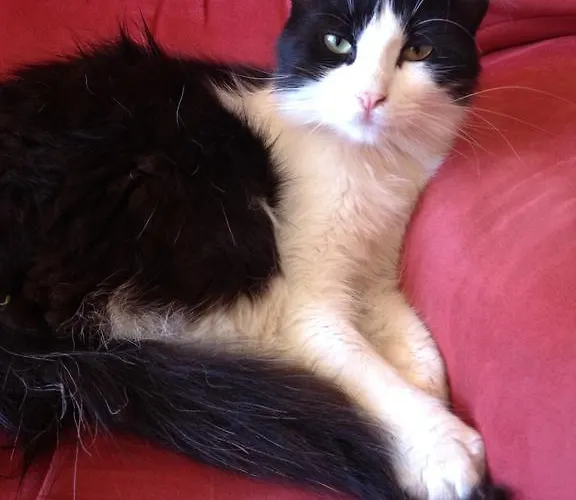 Hotel Celine Coti-Chiavari (Corsica)